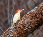 LeucisticRedBelliedWoodpecker003 DeNoiseAI